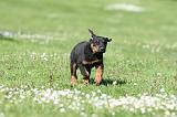 BEAUCERON - PUPPIES 364